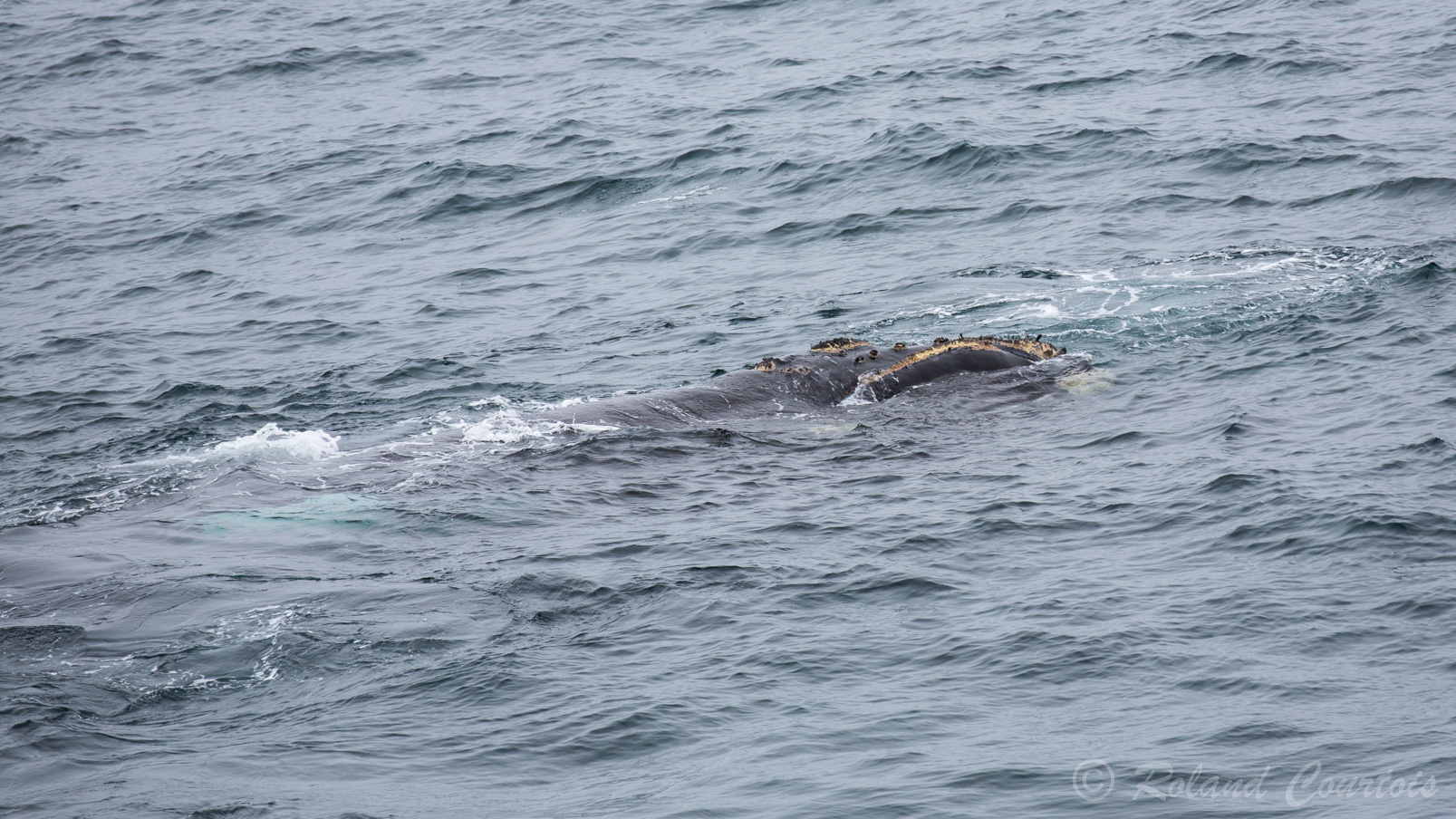 Une Baleine Franche Australe à babord...