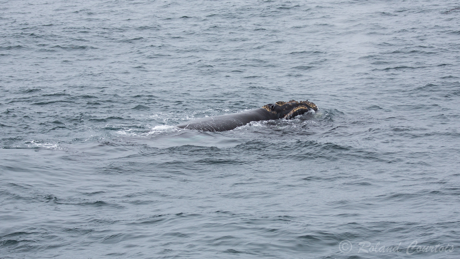 La Baleine Franche Australe mesure jusqu'à 18 m, pour un poids maximal de 80 tonnes.