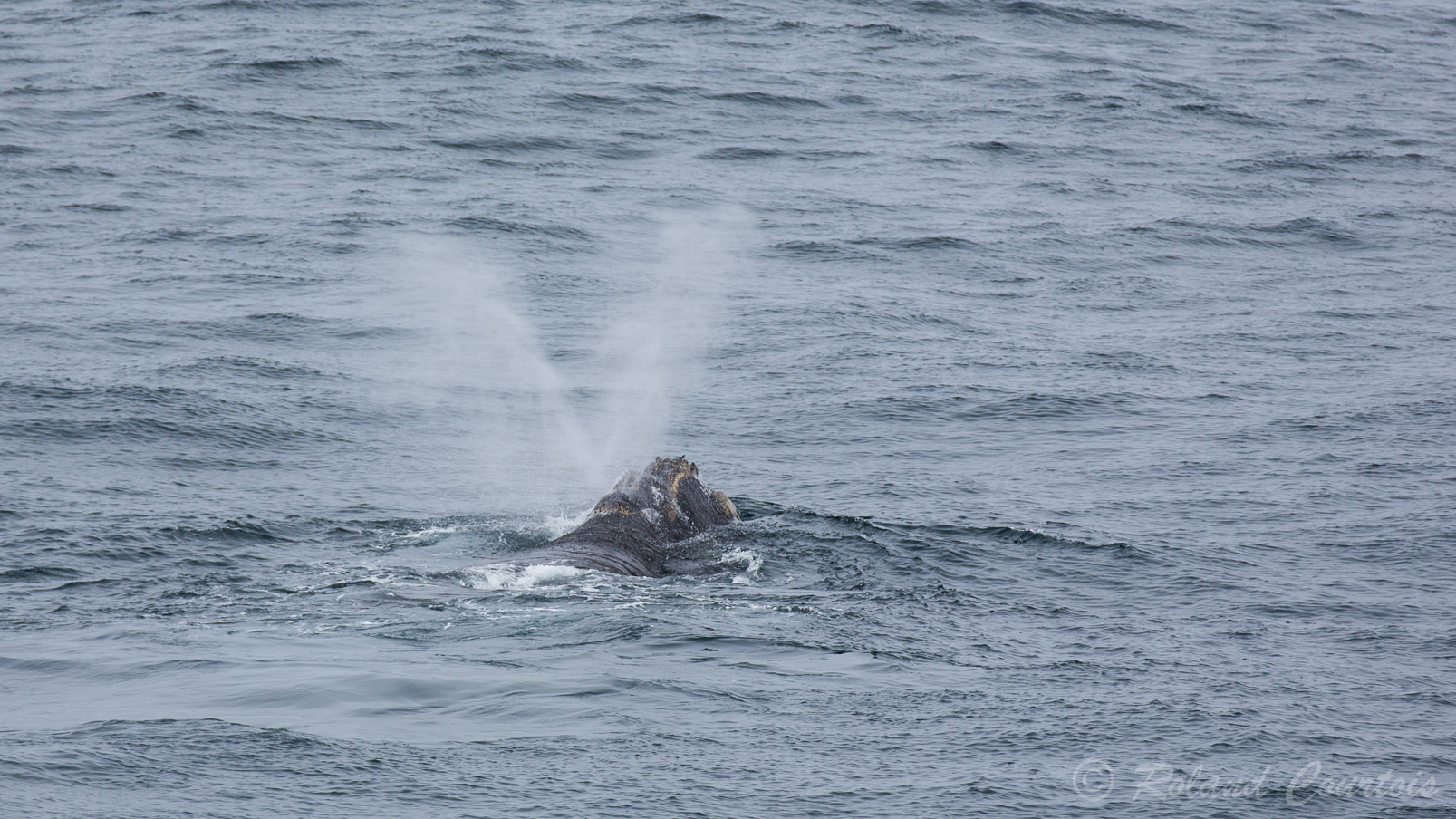 La Baleine Franche Australe est facile à identifier car lorsqu'elle fait surface, elle chasse l'eau par deux évents en forme de V.