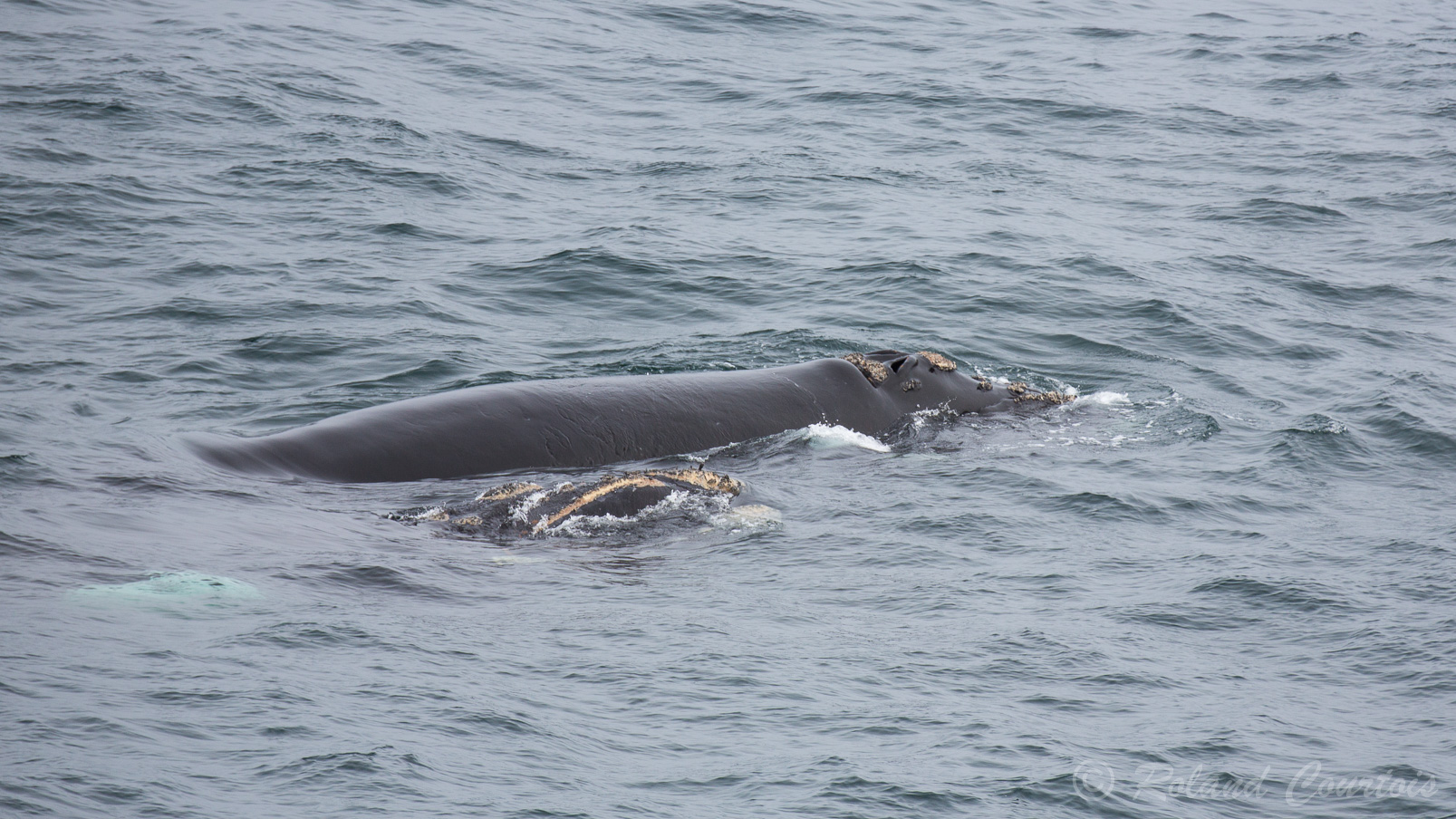 Une Baleine Franche Australe accompagnée de son baleineau.