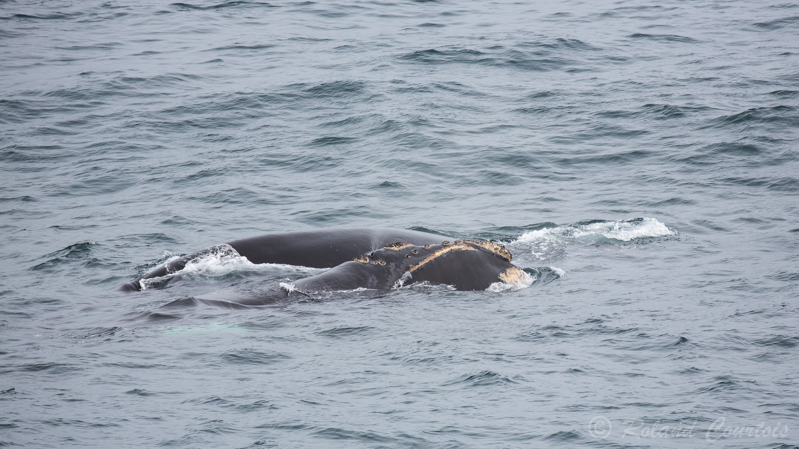 Le baleineau tète près de 125 litres de lait maternel par jour.