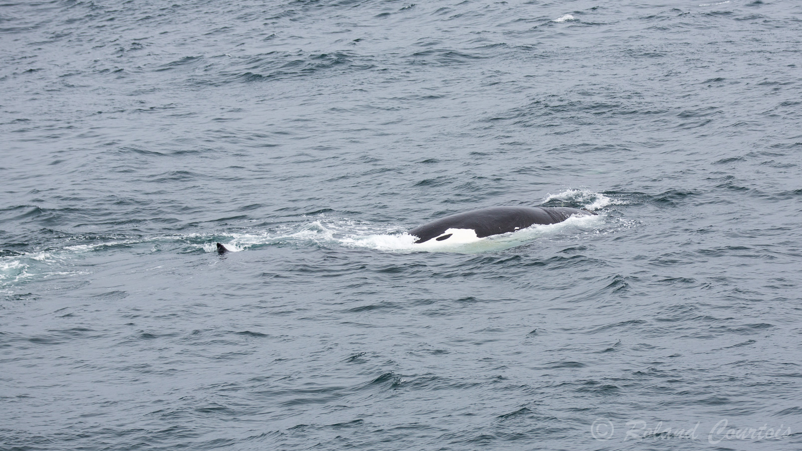 Baleine Franche Australe. Lorsqu'elle se met sur le flanc, on aperçoit sa tache blanche.