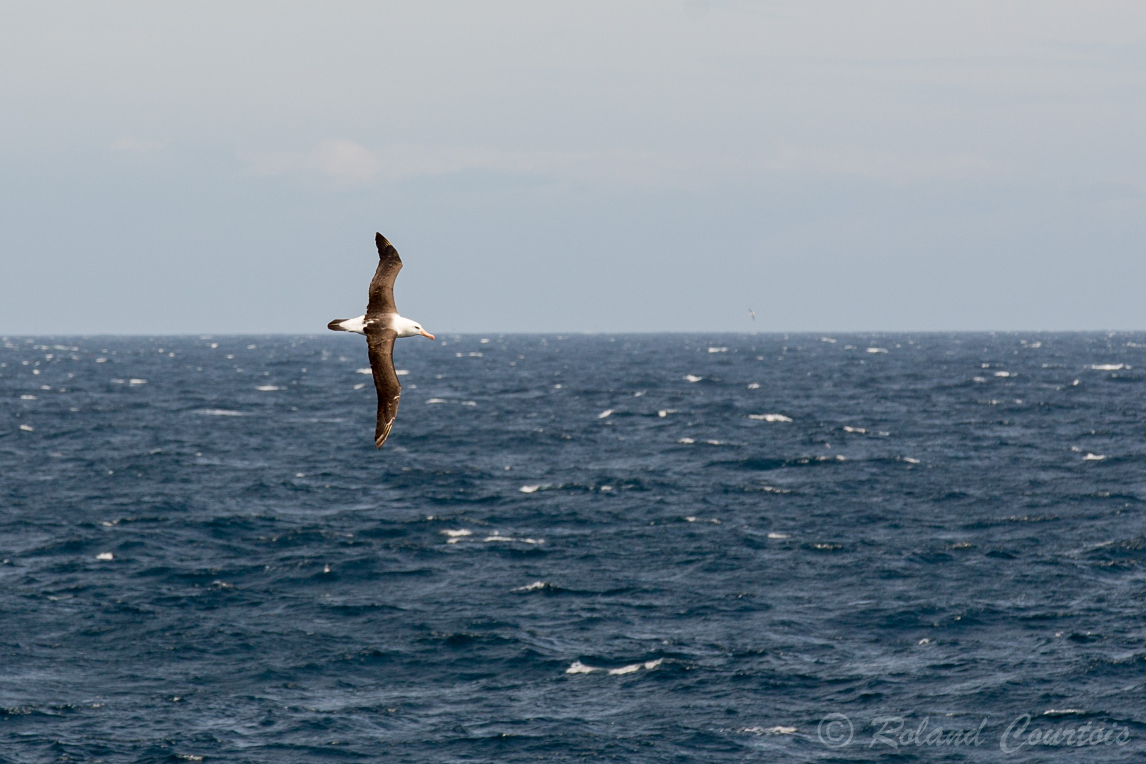 La plus grosse densité d’albatros à sourcils noirs se trouve aux Malouines, avec 80% de la population mondiale.
