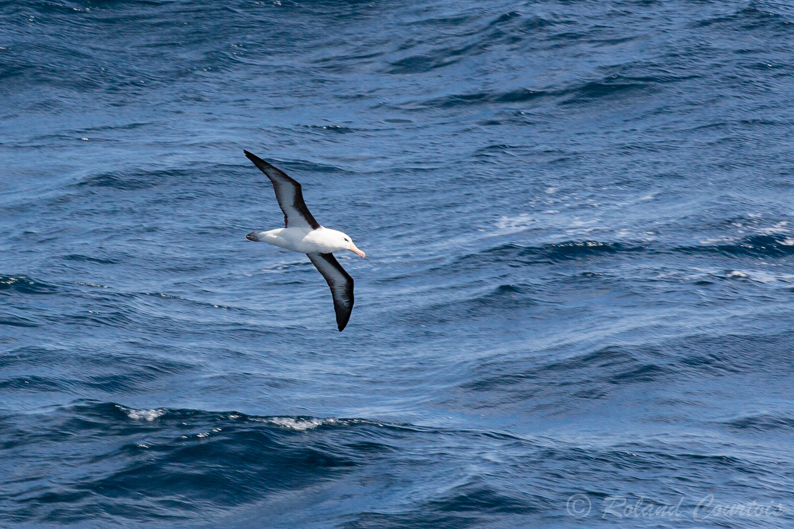 L'albatros à sourcils noirs mesure de 80 à 95 cm de long pour une envergure de 200 à 250 cm.