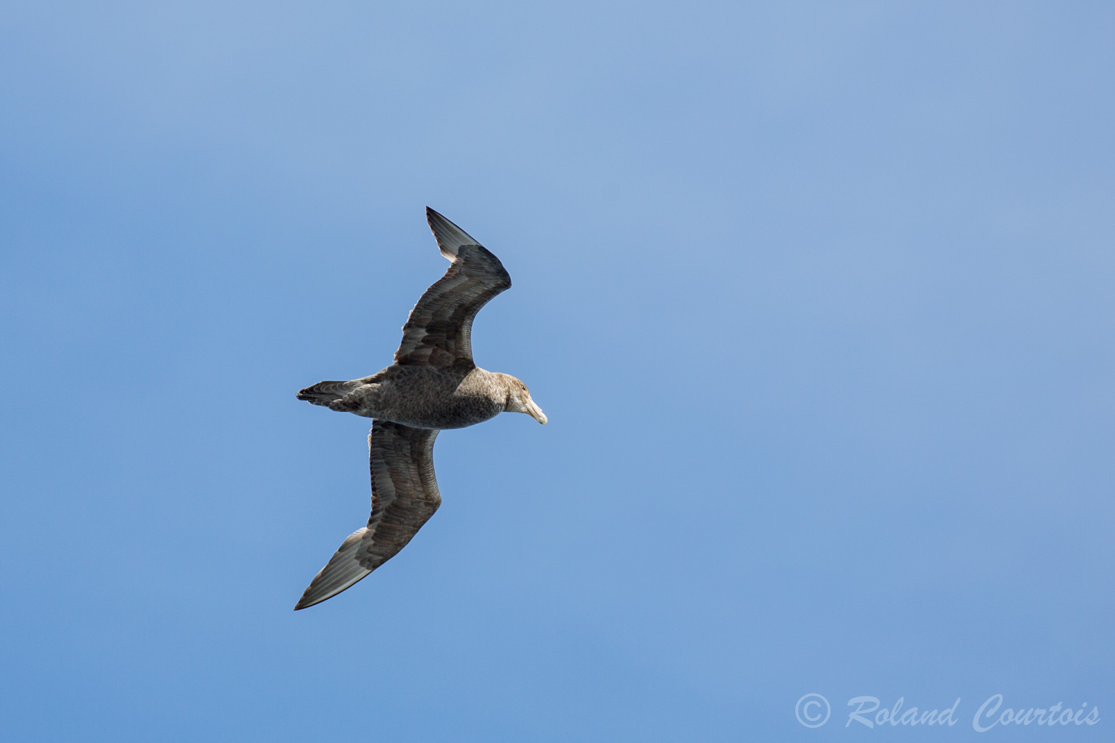 Contrairement à l'albatros, le pétrel géant a un vol battu et moins plané.