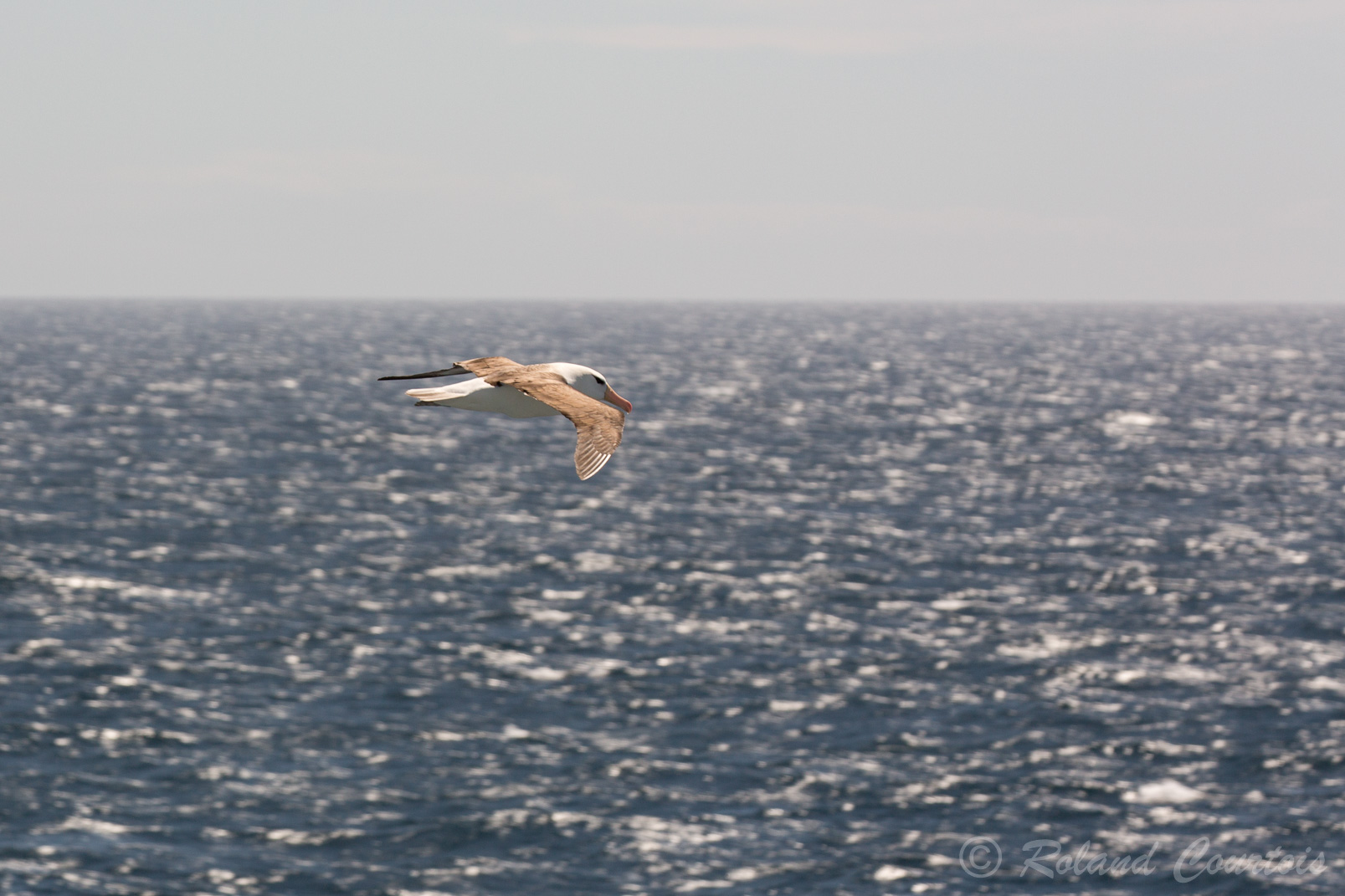 En navigation sur l'Océan Atlantique. Albatros à sourcils noirs.