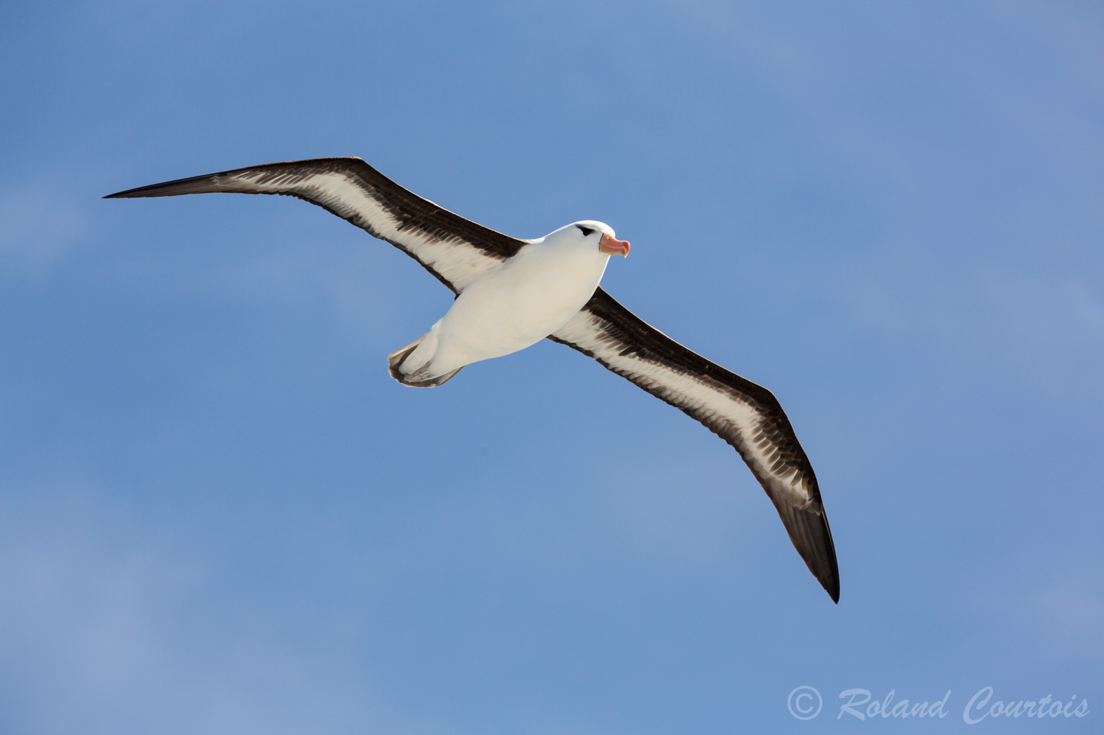 Albatros à sourcils noirs.