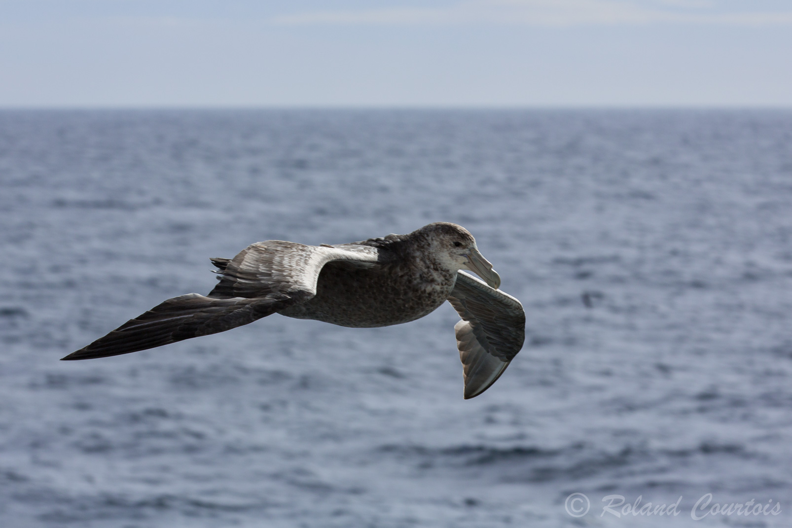 Comme l'albatros, le pétrel géant possède une glande de dessalage de l'eau lui permettant de rejeter le sel excédentaire au niveau des narines.