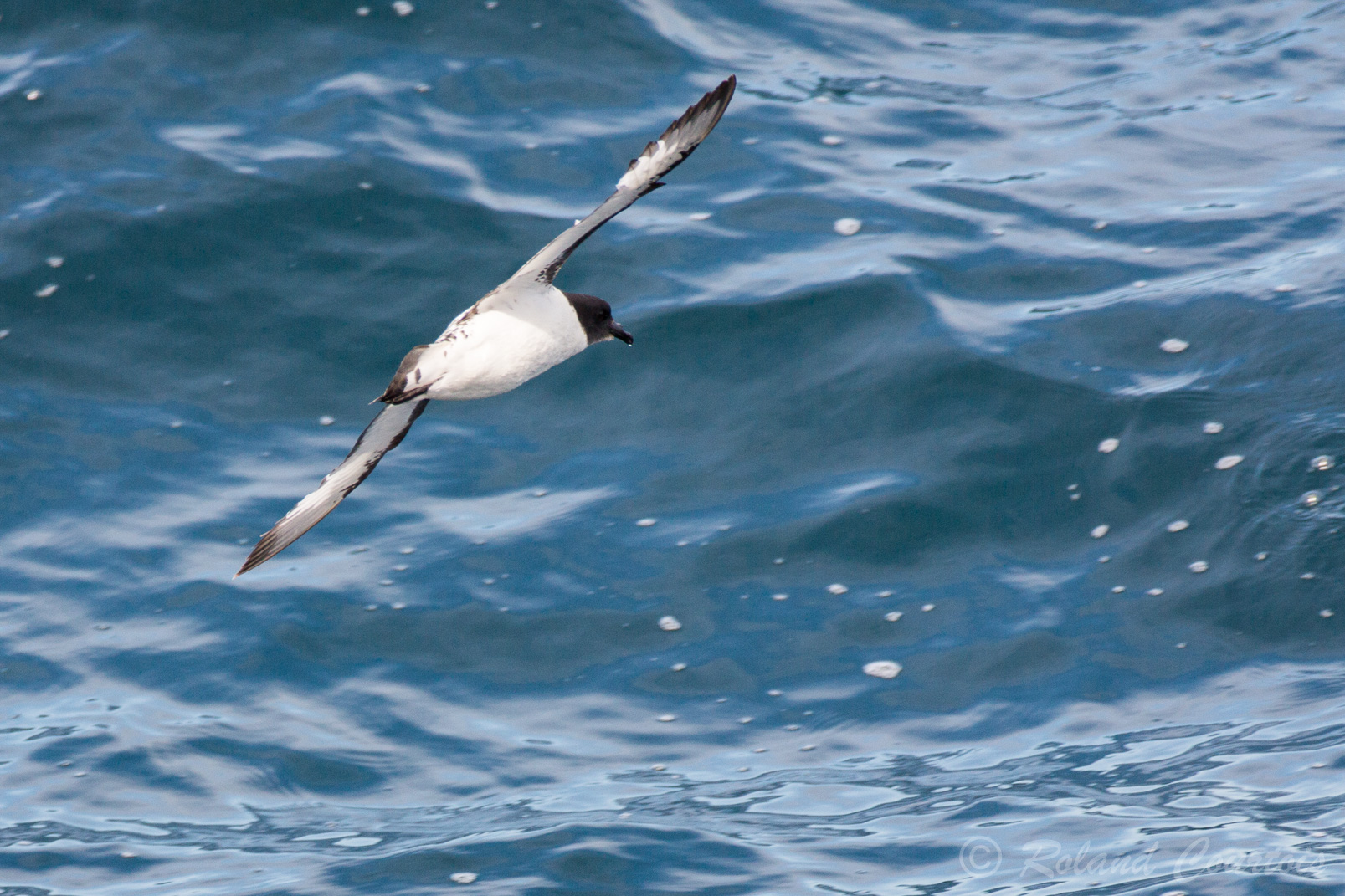 Damier du Cap. Il présente un plumage noir et blanc très contrasté.