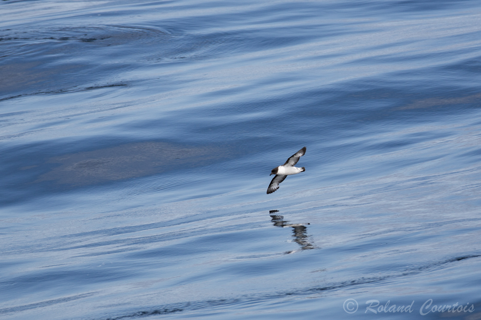 Damier du Cap. Le dessous est blanc et le dessus des ailes est également noir avec 2 patchs blancs au bout des ailes.