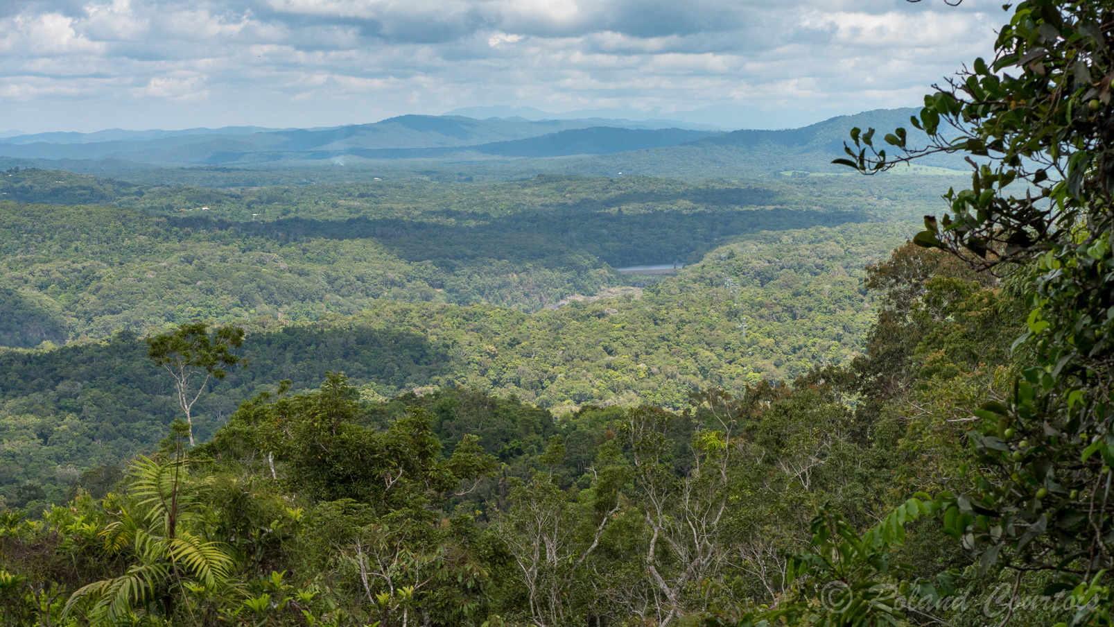 Cette forêt pluviale du Queensland est classée au patrimoine mondial de l’UNESCO pour sa faune et sa flore