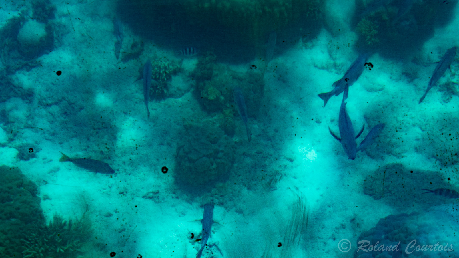 Abondance de poissons parmi les coraux.