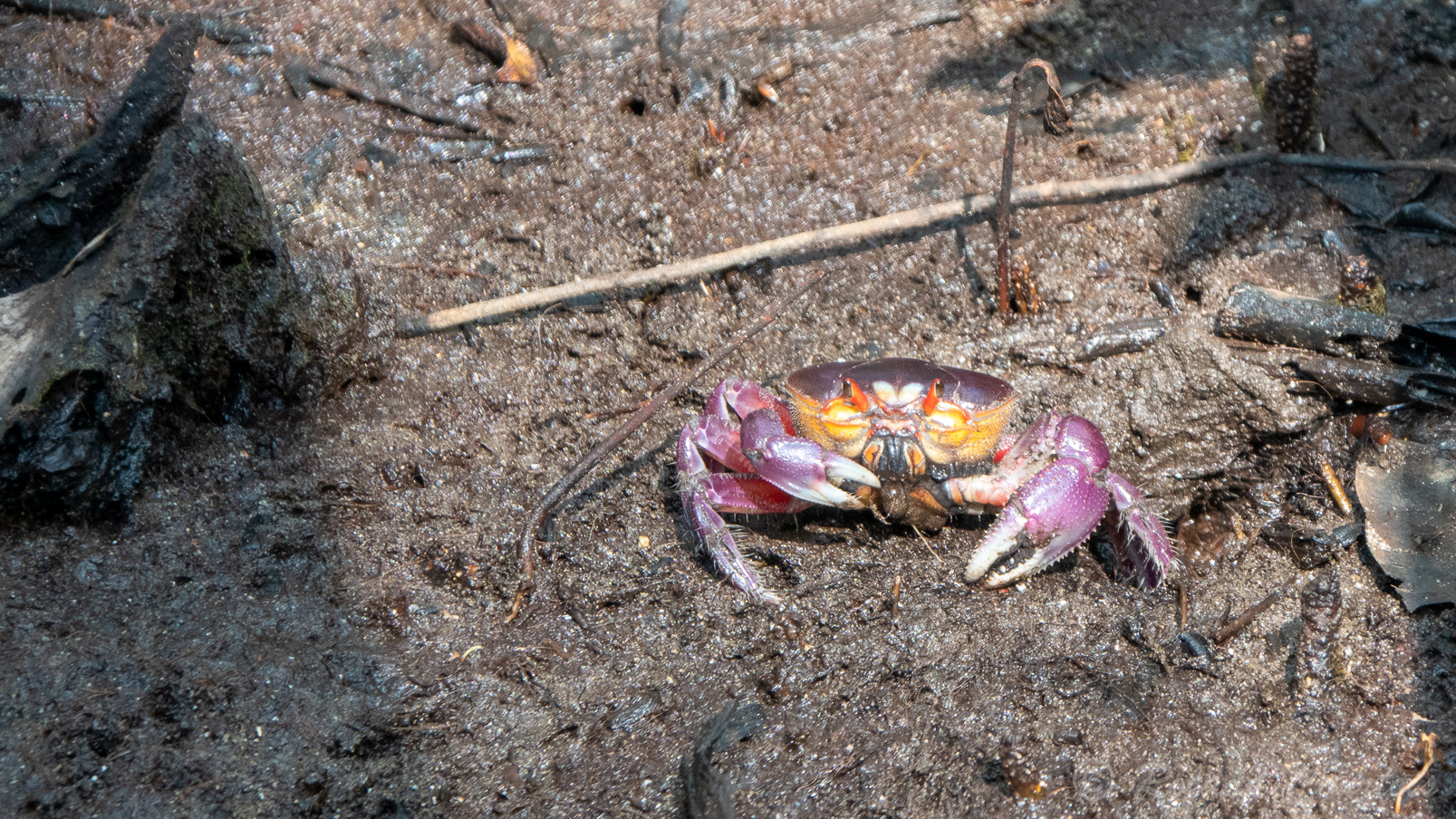 Crabe menacant.