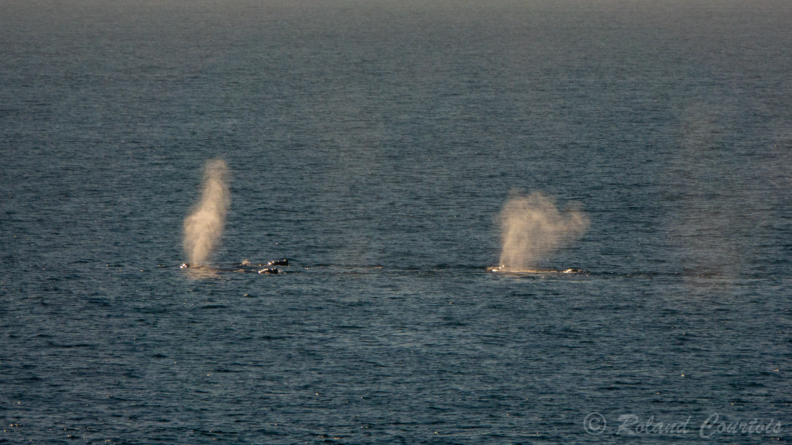 Plus tard dans la journée, des baleines à bosse sont signalées à l'horizon.