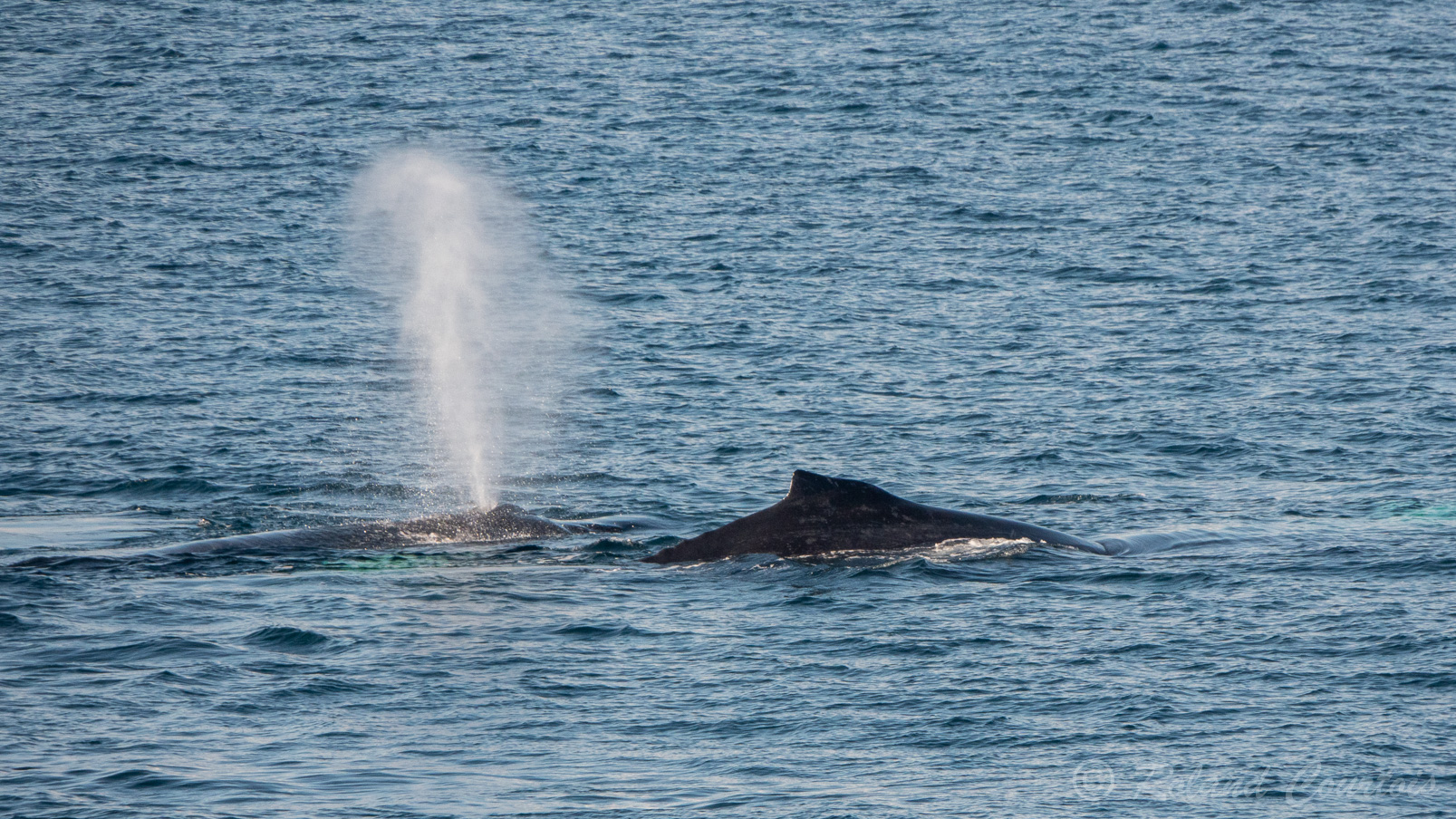 Ces baleines à bosse viennent jouer à proximité du navire.