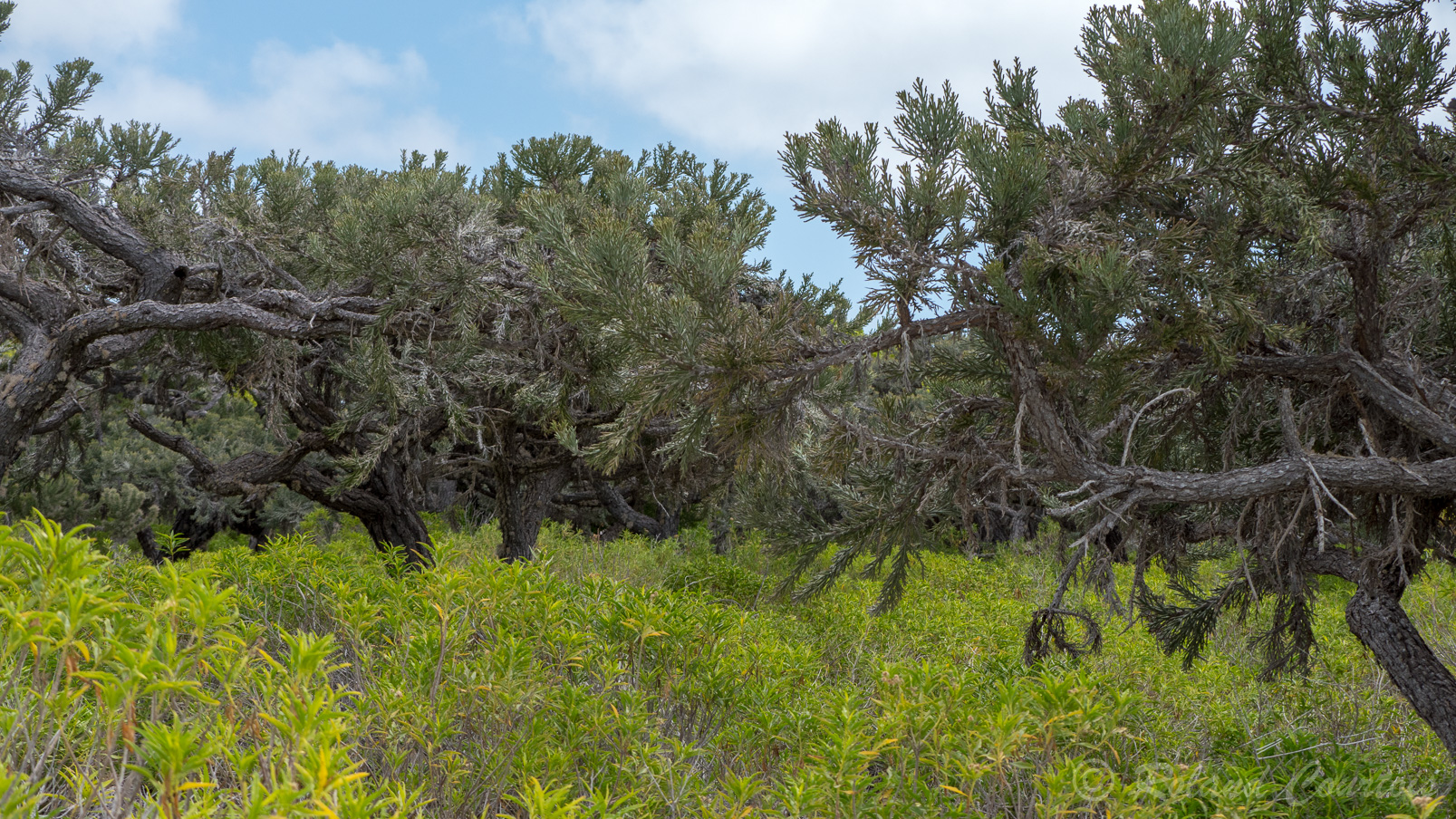 Des euphorbes arborescents  dominent des buissons d'arina.