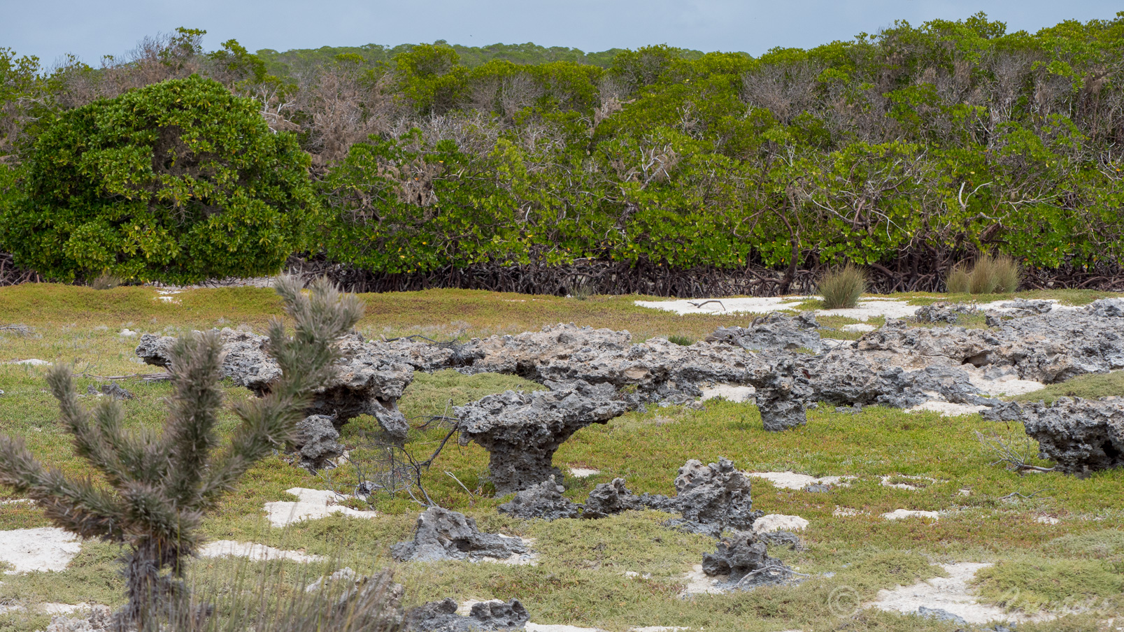 Une curiosité:  des roches-champignons, vestiges d'un ancien récif, témoignent à la fois d'un niveau général de l'océan autrefois plus élevé et d'une érosion chimique actuelle très active.