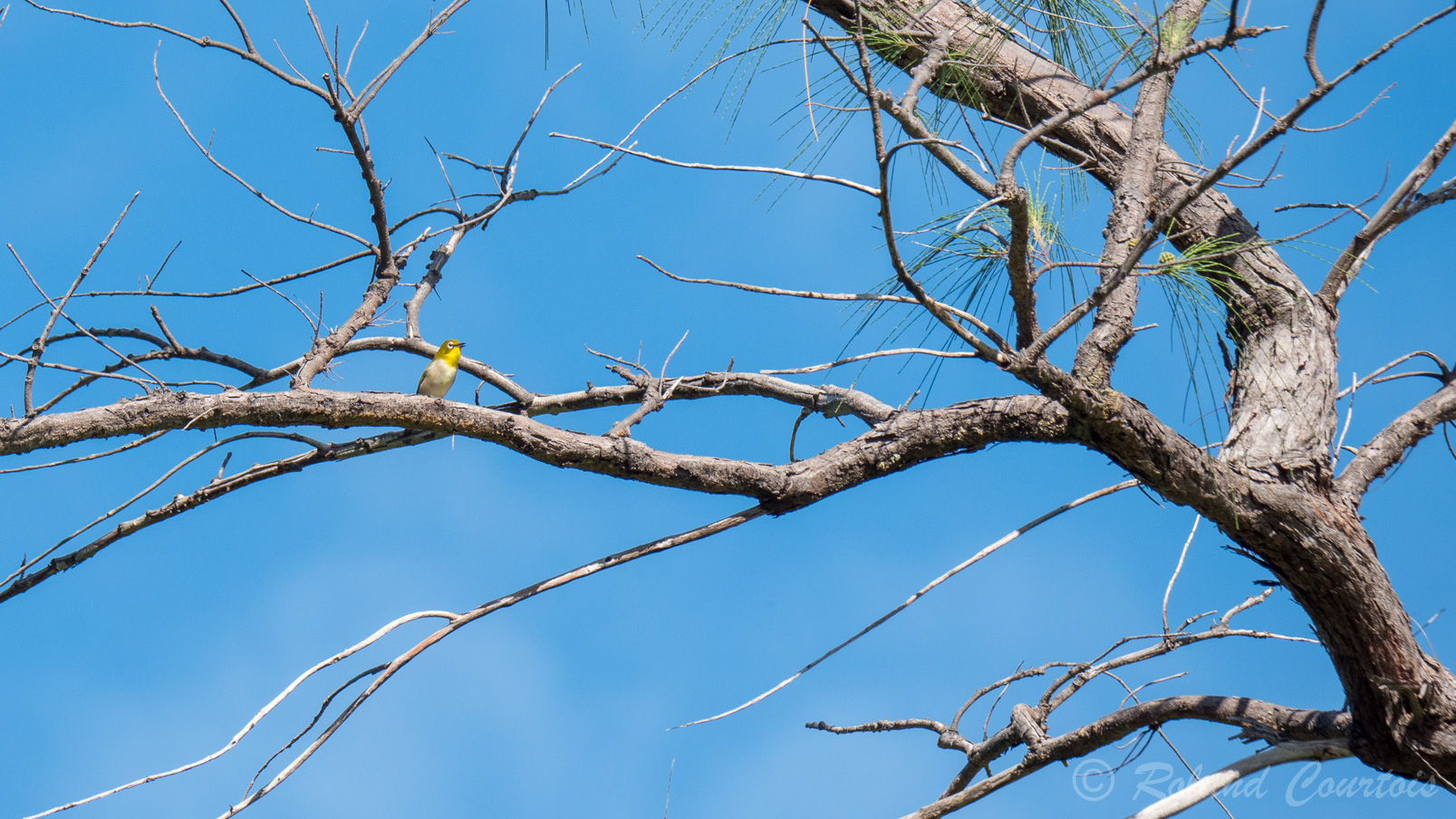 Un zostérops malgache perché sur un arbre..