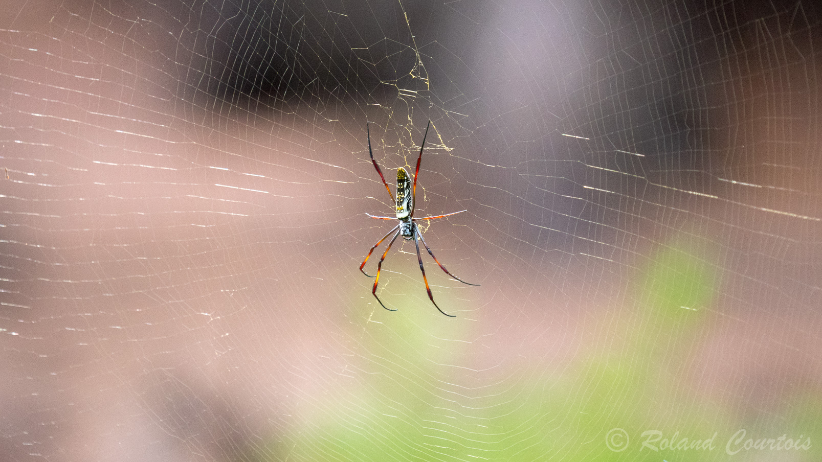 Magnifique araignée Nephila