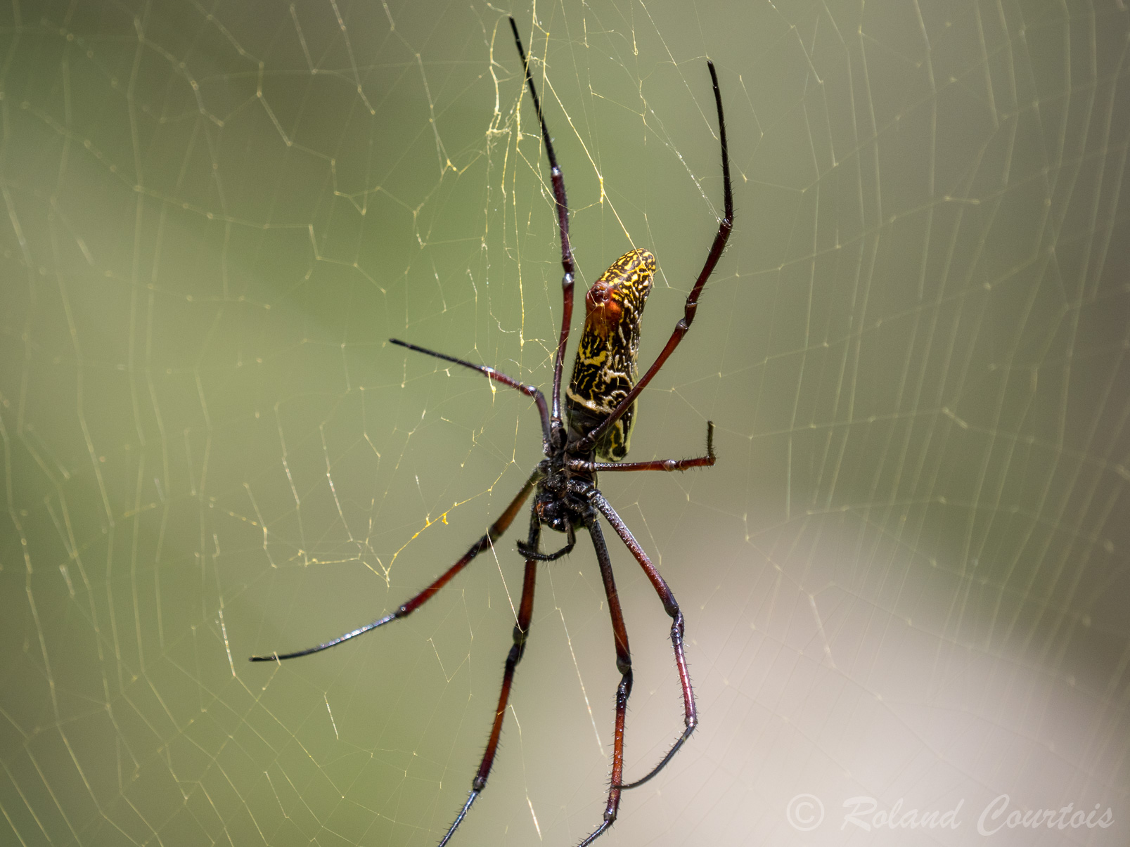 Impressionante cette grande araignée néphila.