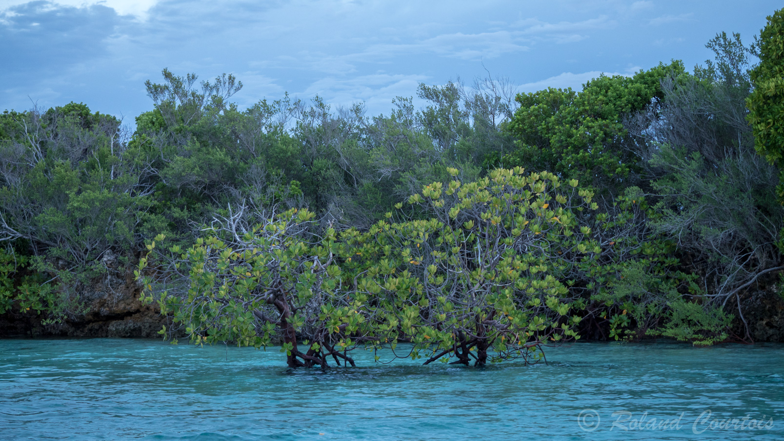 .... vers la mangrove qui est très présente autour d'Aldabra.