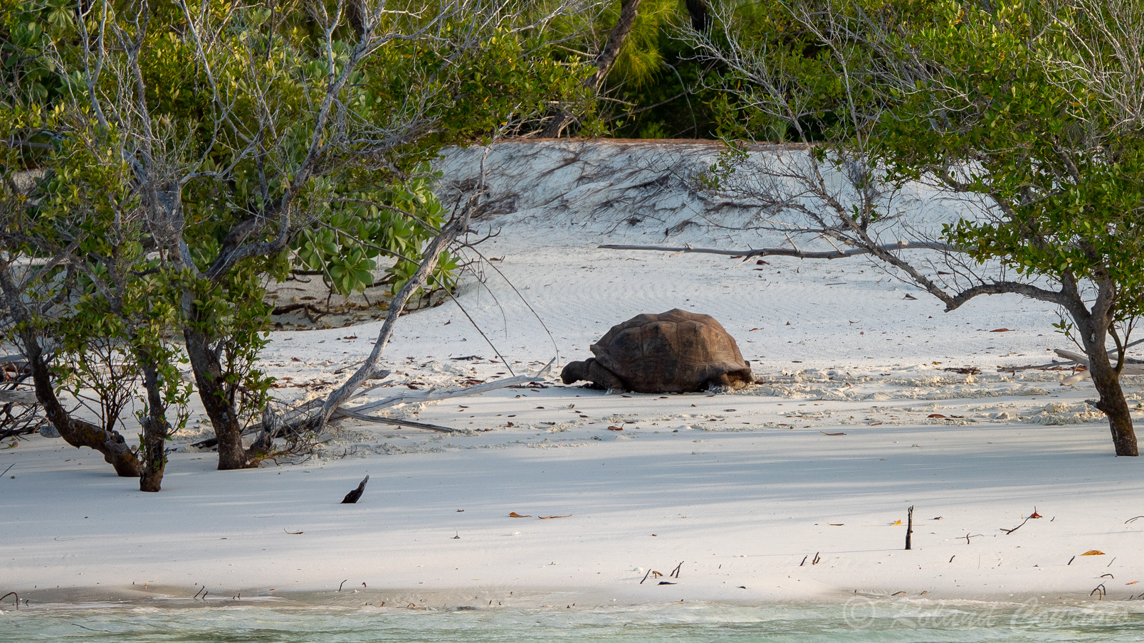 Tortue géante d'Aldabra.