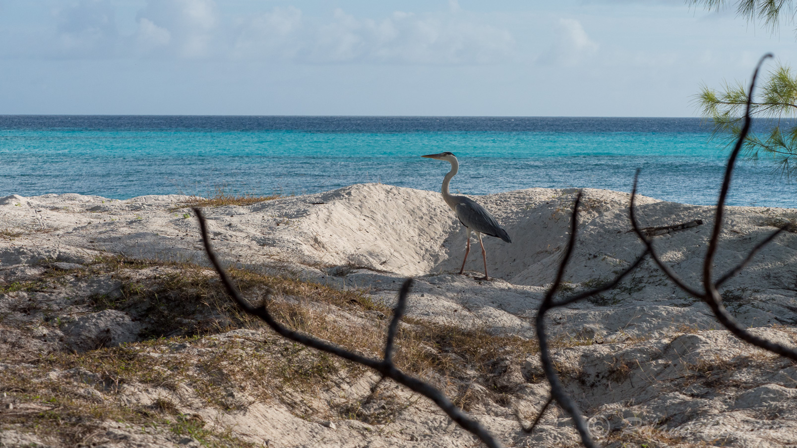 Un héron cendré sur la plage d'Aldabra.