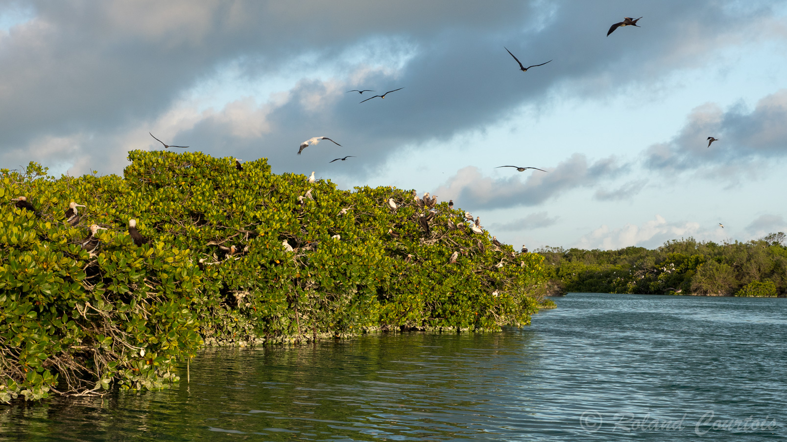 La mangrove est très fréquentée par des colonies de frégates du Pacifique et de fous à pied rouges.