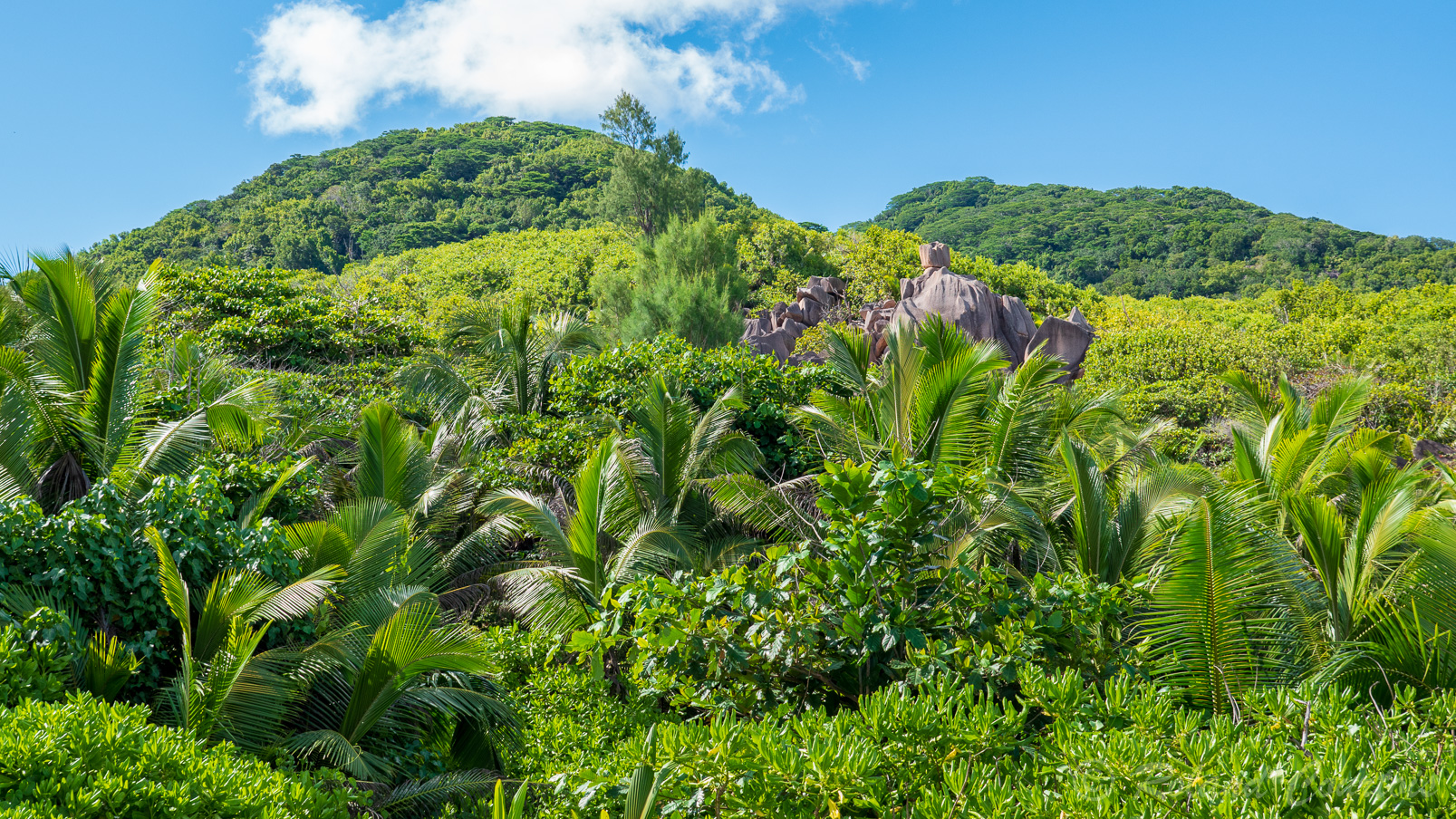 Végétation luxuriante sur l'île de La Digue.