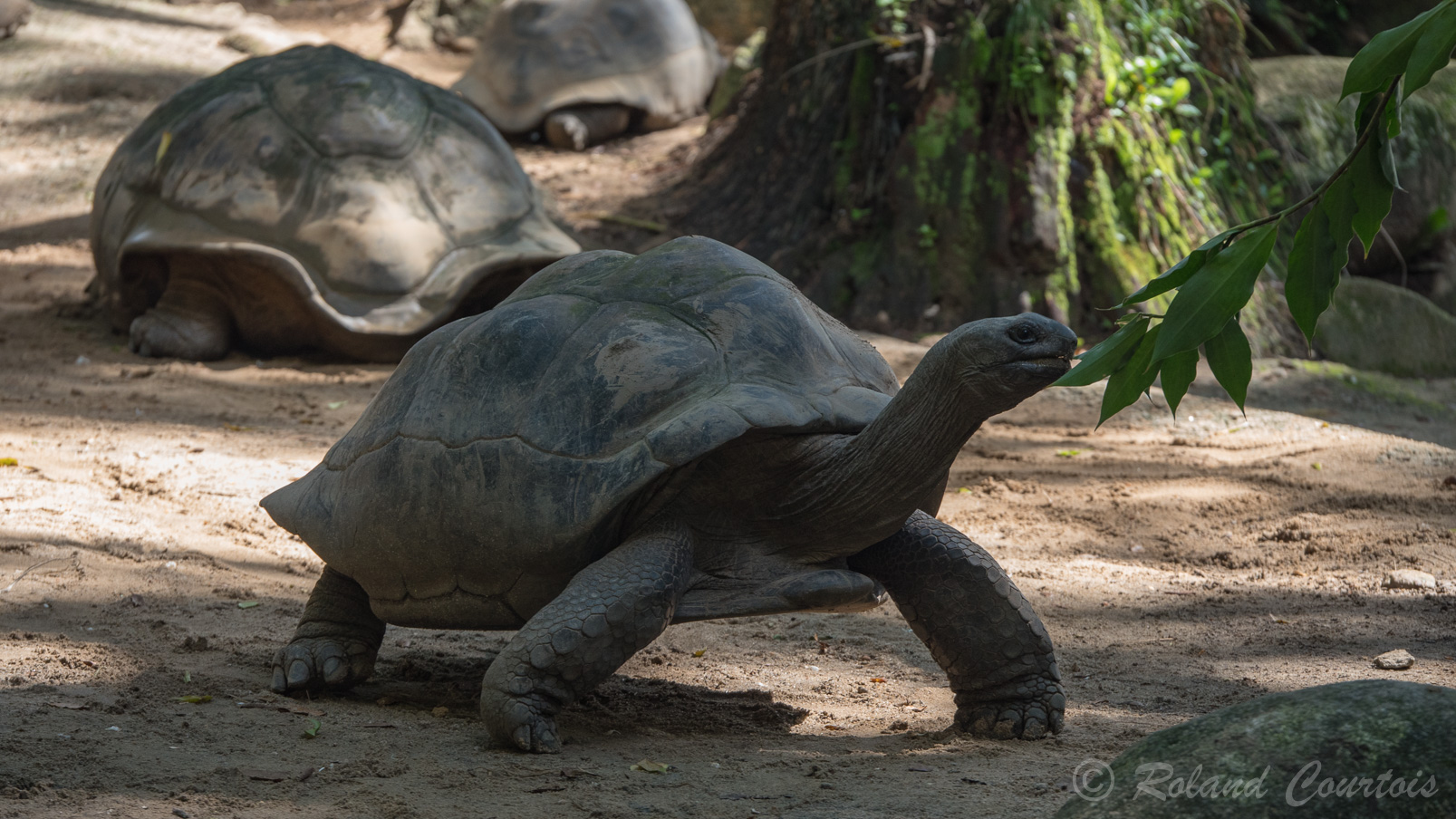 De belles tortues d'Aldabra
