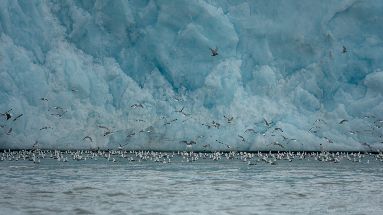 Au pied du glacier,  des centaines de mouettes tridacyles....