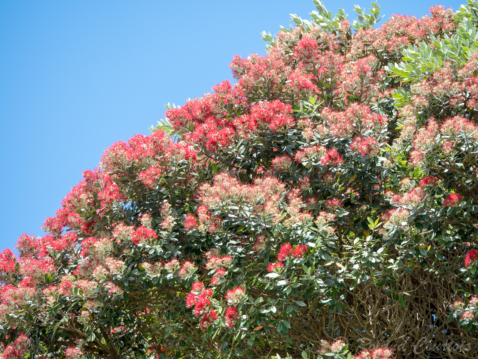 L'arbre de Noël de Nouvelle-Zélande, le Pohutukawa en fleur précisément autour de Noël.