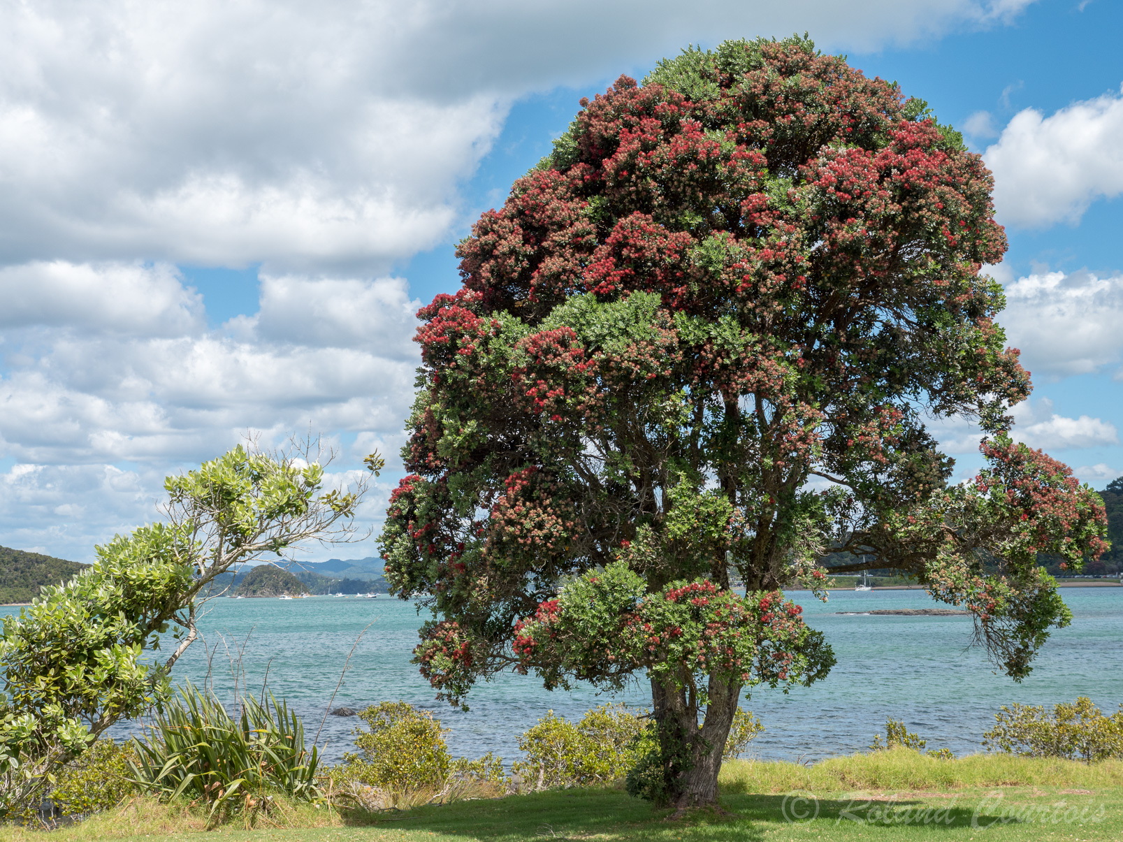 L'arbre de Noël de Nouvelle-Zélande, le Pohutukawa en fleur précisément autour de Noël.