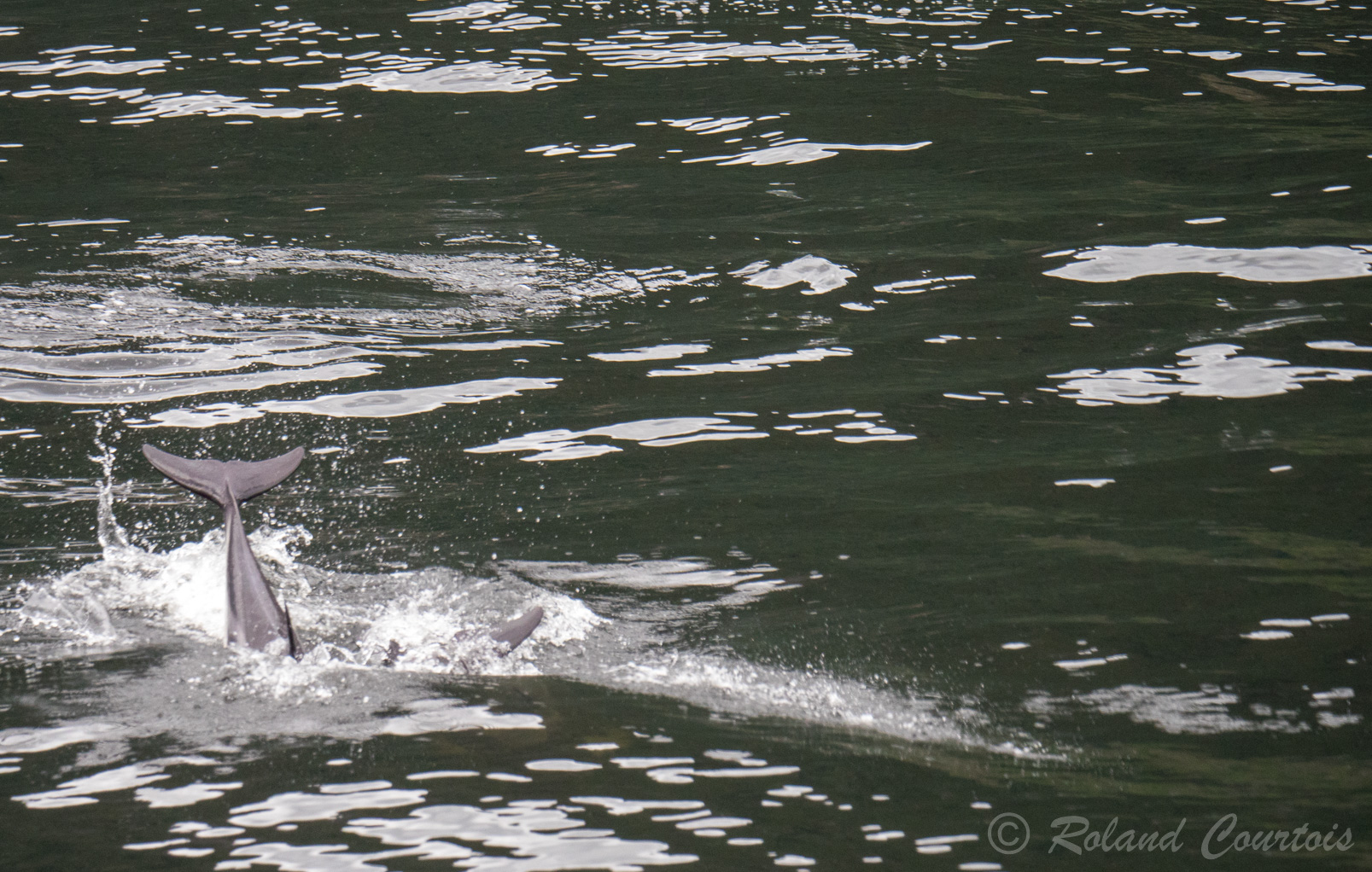 Un grand dauphin termine un beau saut.