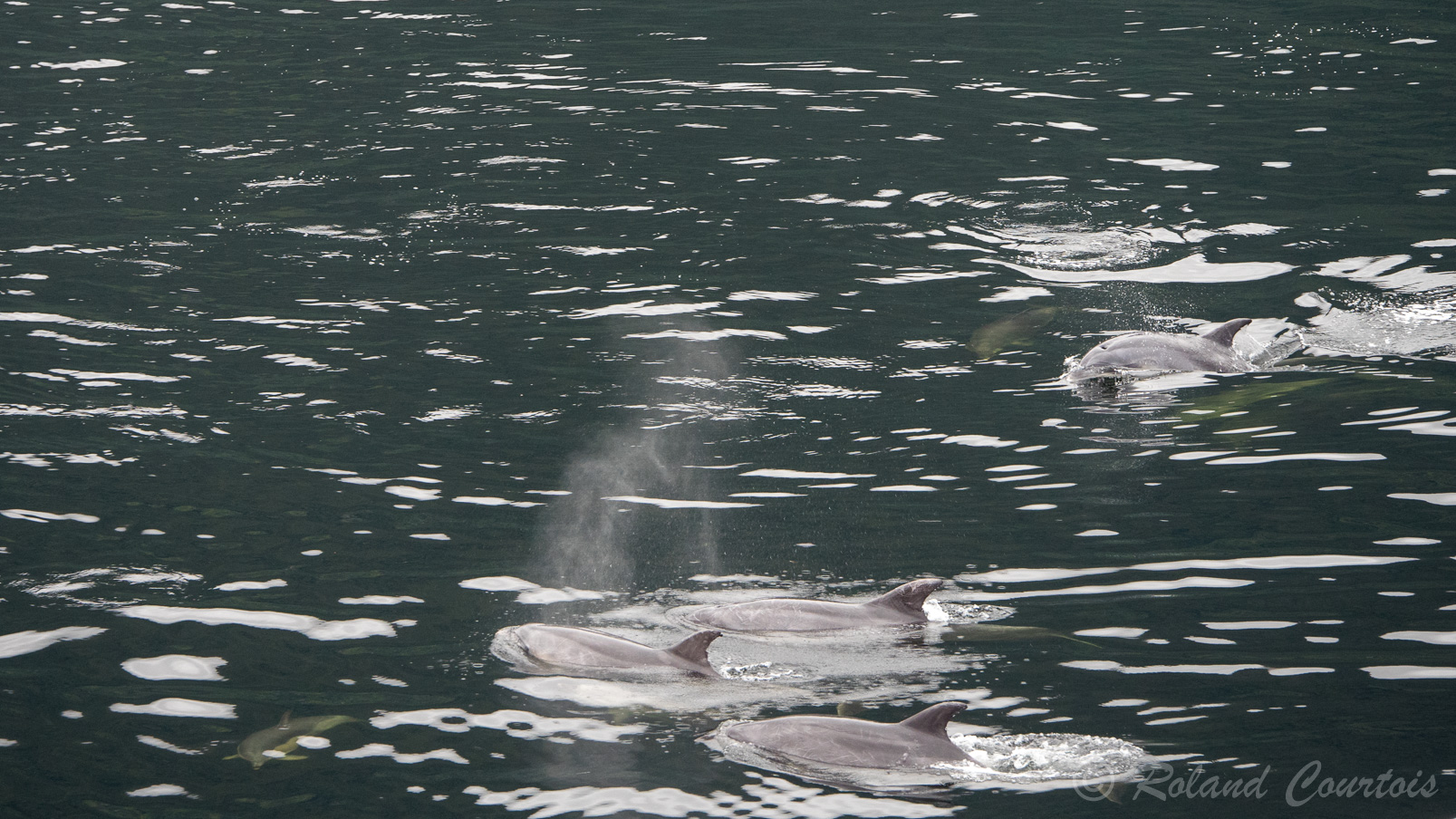 Dans le fjord Dusky Sound, les dauphins sont nombreux.