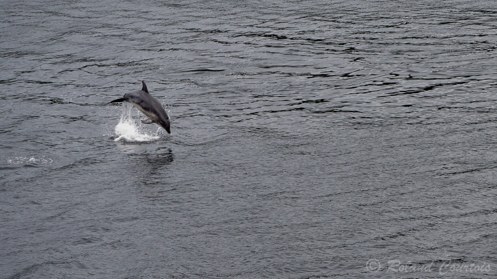 Dans le fjord Dusky Sound, les dauphins sont nombreux.
