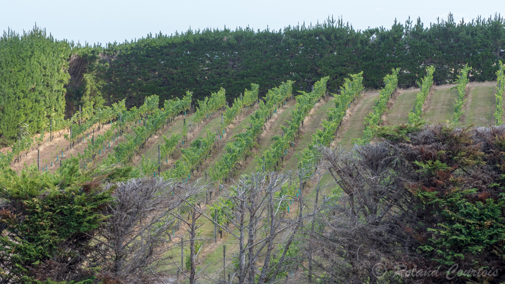 C'est l'île du vin avec de nombreux vignobles réputés comme le vignoble Mudbrick