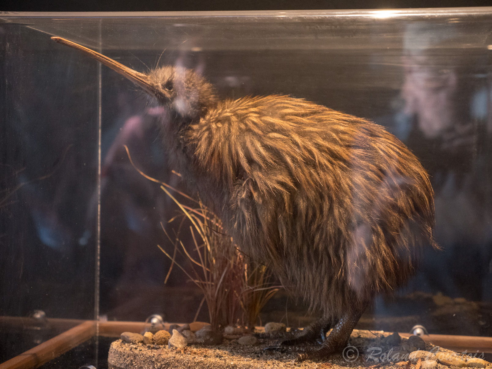 Le Kiwi est l'animal emblématique de la NouvelleZélande.