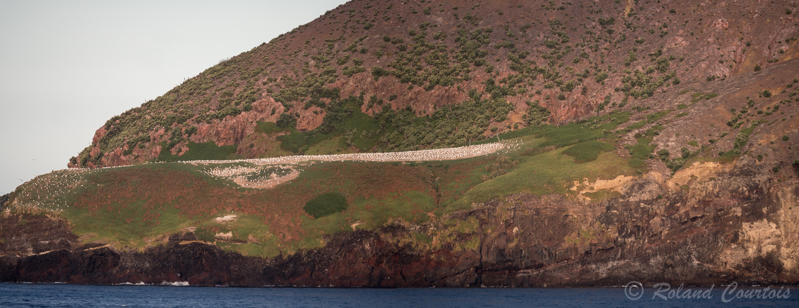 Une grande colonie de Fous de Bassan niche sur White Island