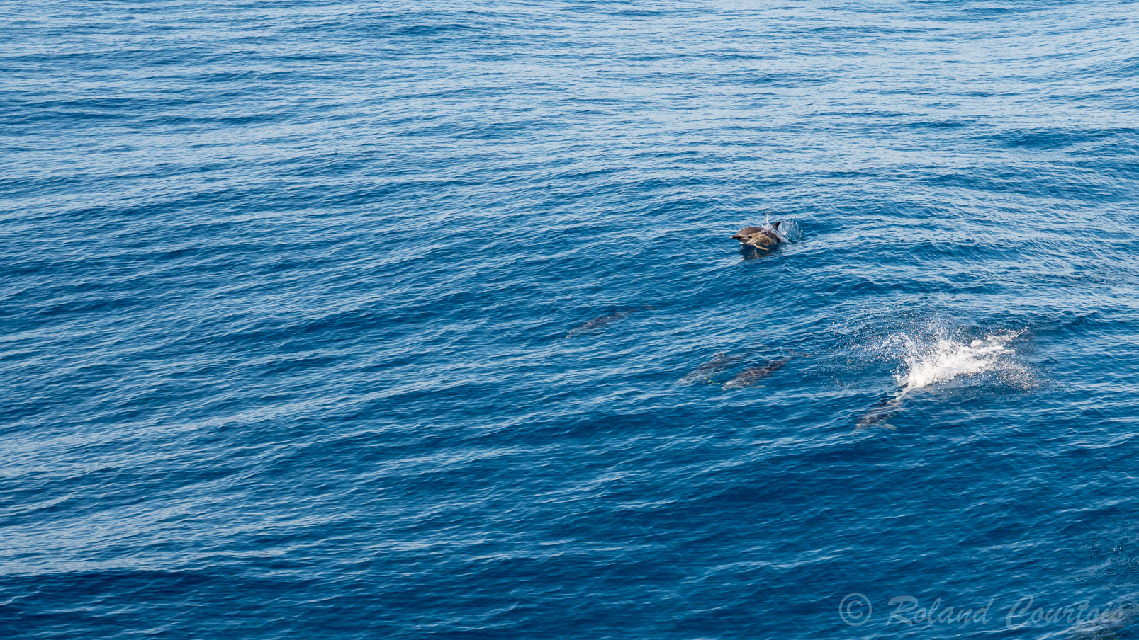 Des dauphins nous accompagnent.