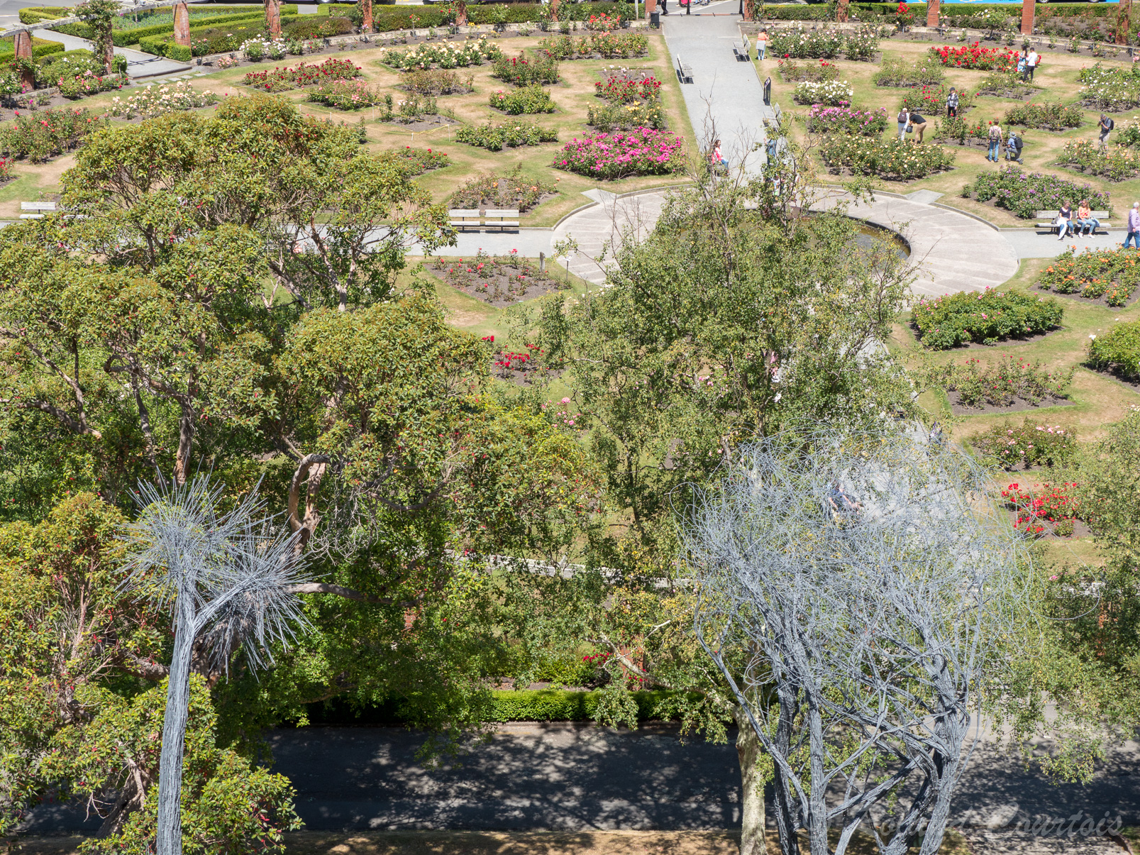 Le jardin botanique de Wellington contient un grand espace dédié aux roses.