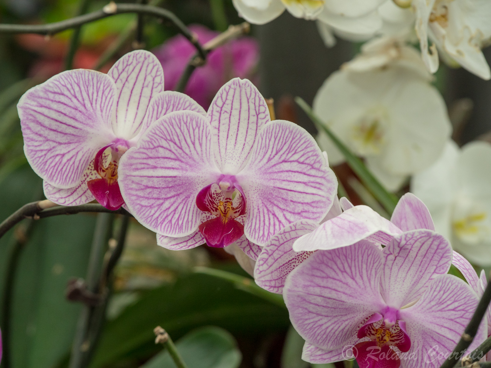 Et de merveilleuses orchidées.
