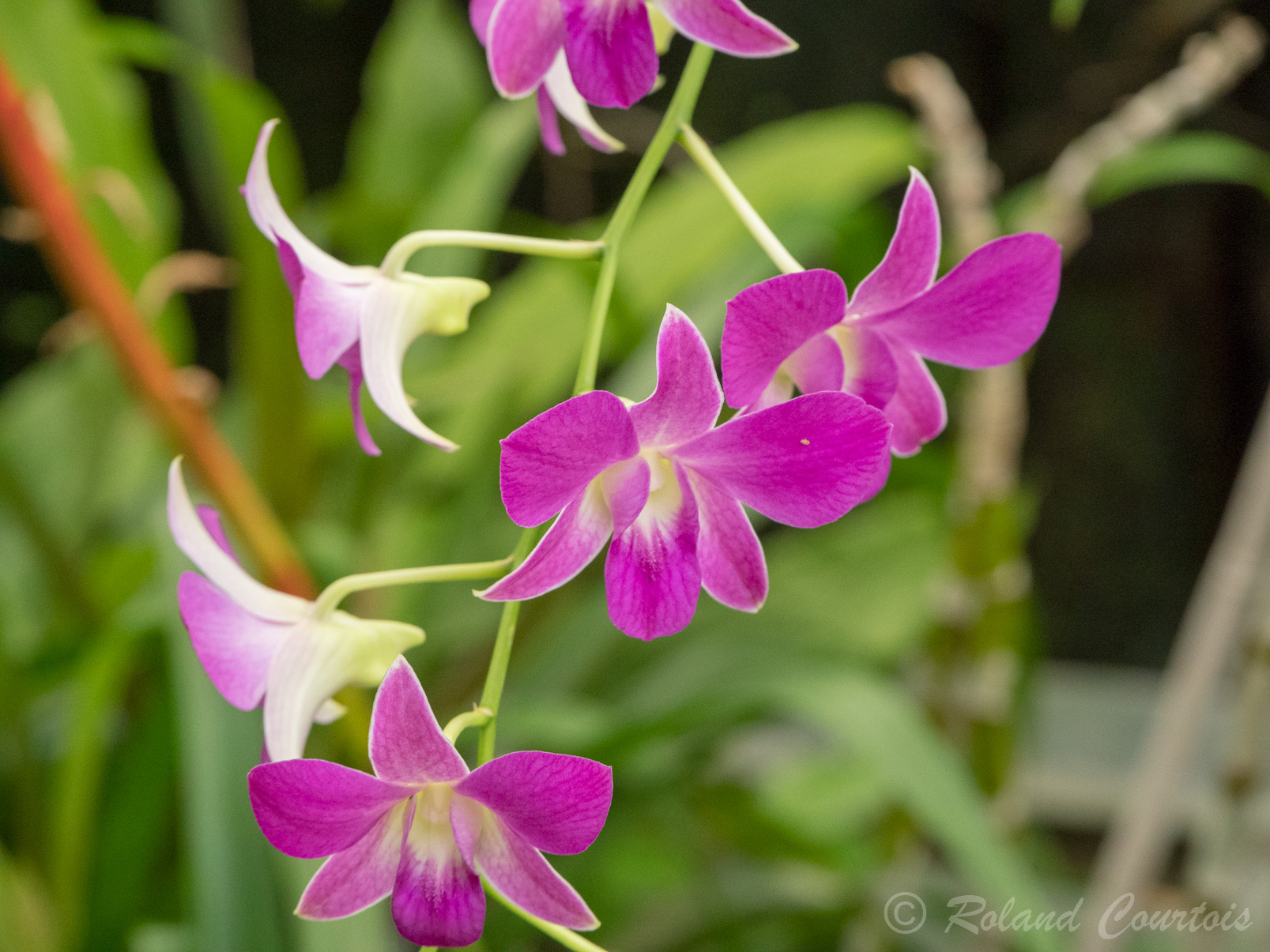 Et de merveilleuses orchidées.