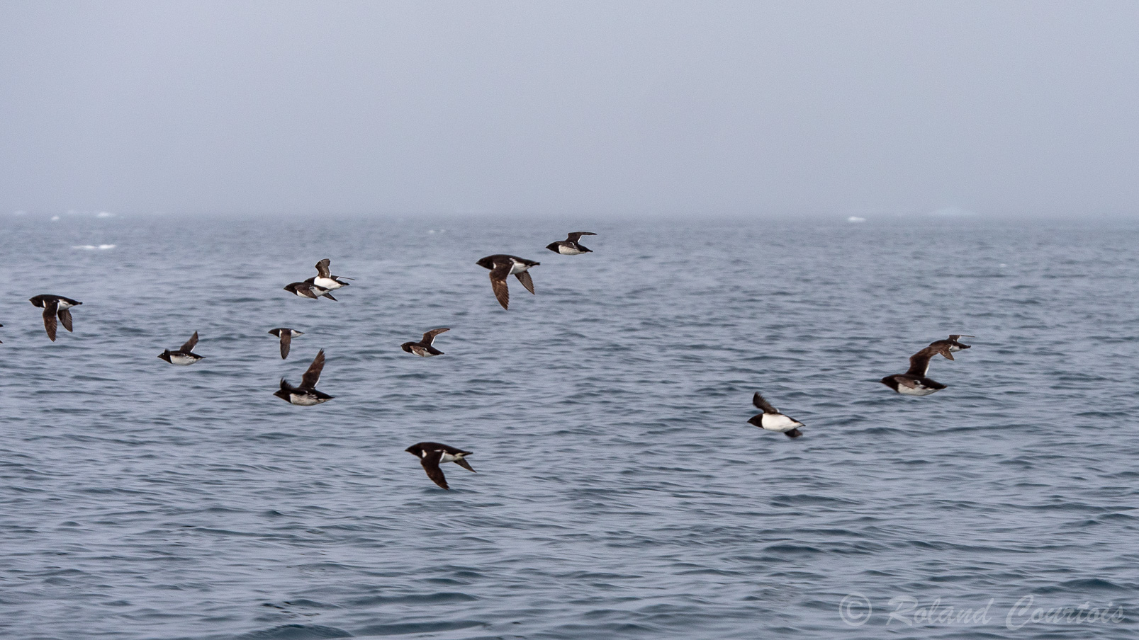 Groupe de mergules nains en plein vol.
