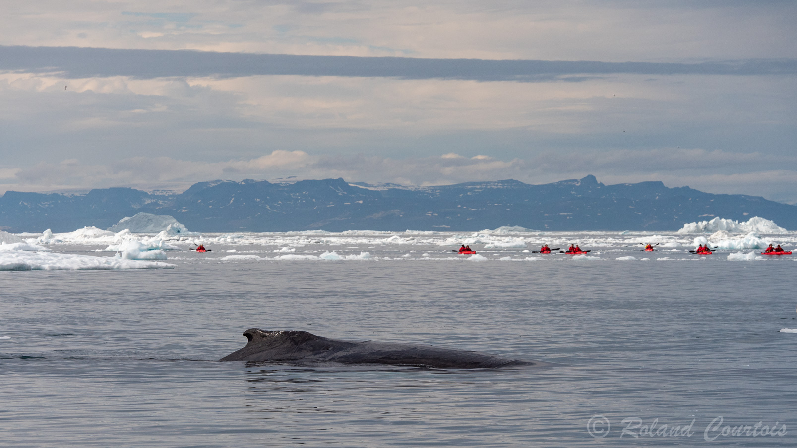 Encore une baleine qui approche d'un groupe de kayaks.