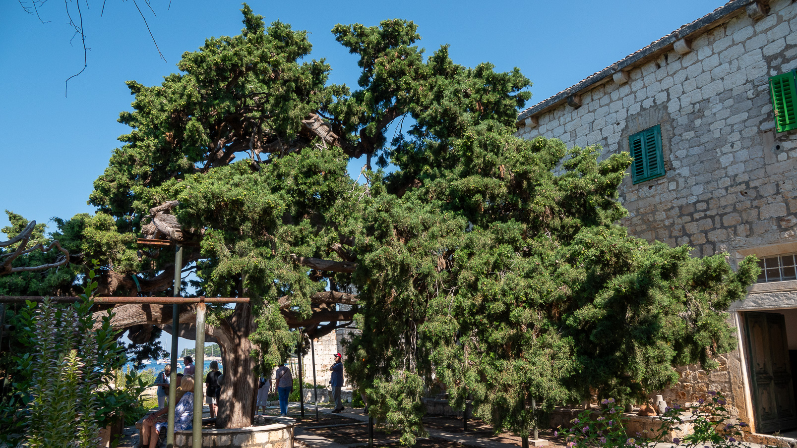 Très beau cèdre millénaire dans le jardin du monastère.