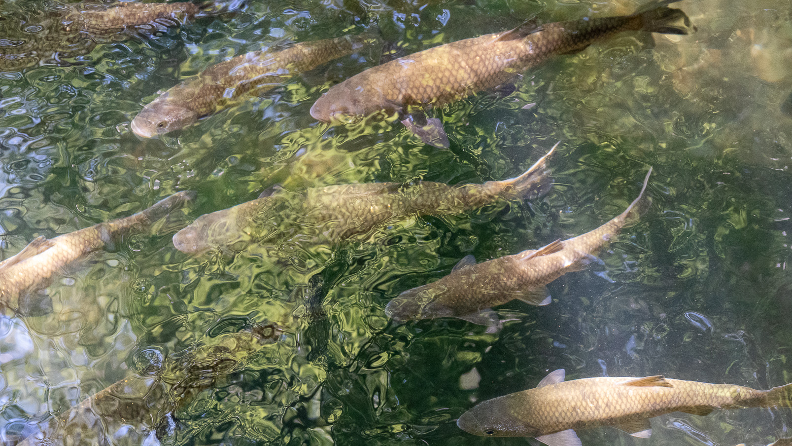 Rivière très poissoneuse.