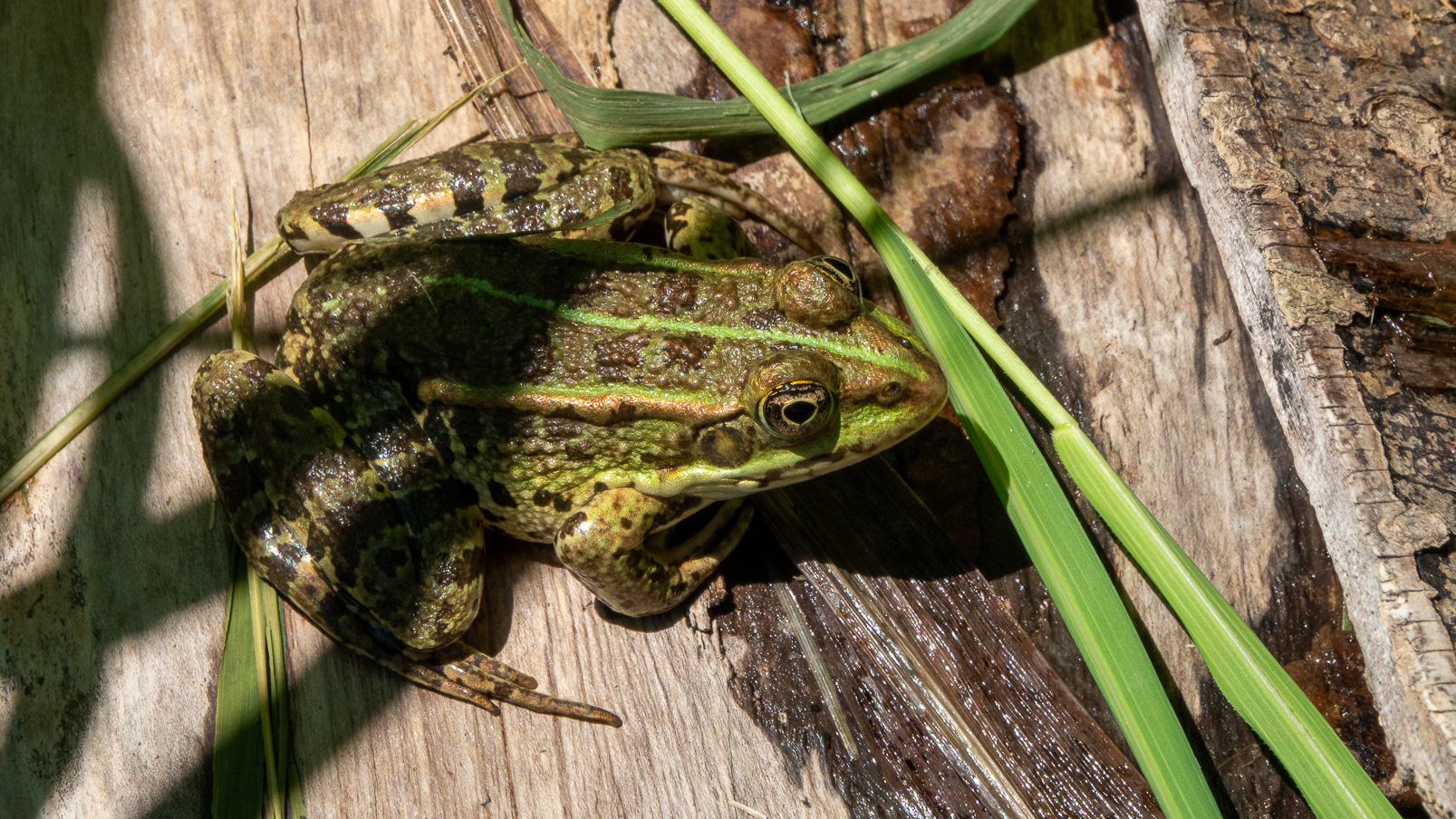 Grosse grenouille