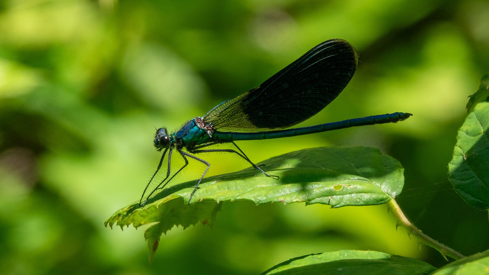 Magnifique libellule bleue.