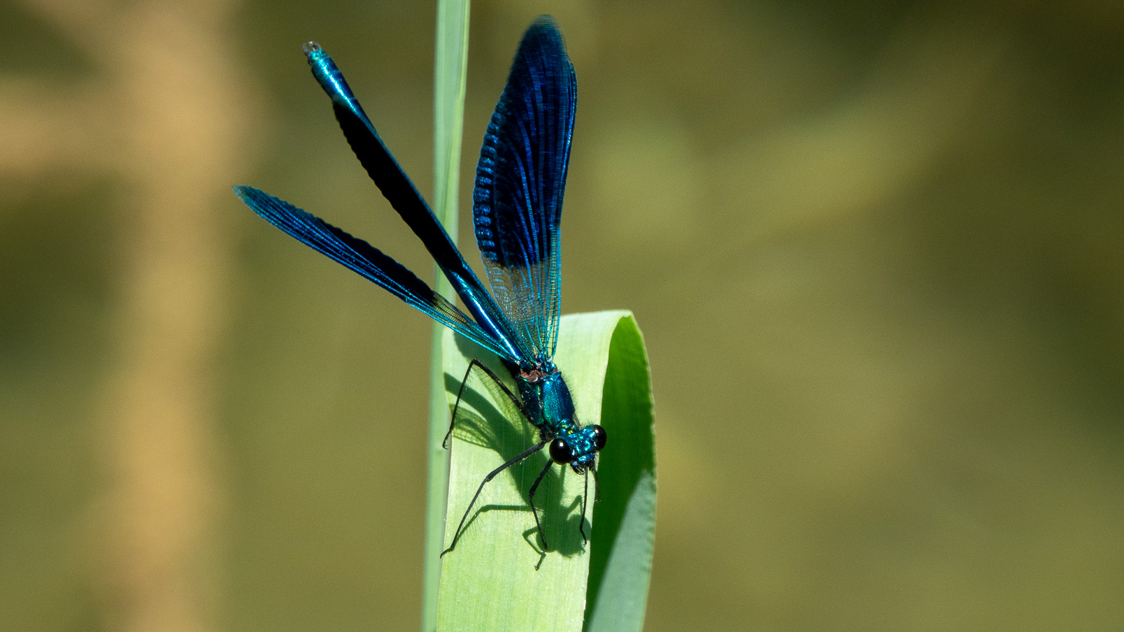 Magnifique libellule bleue.